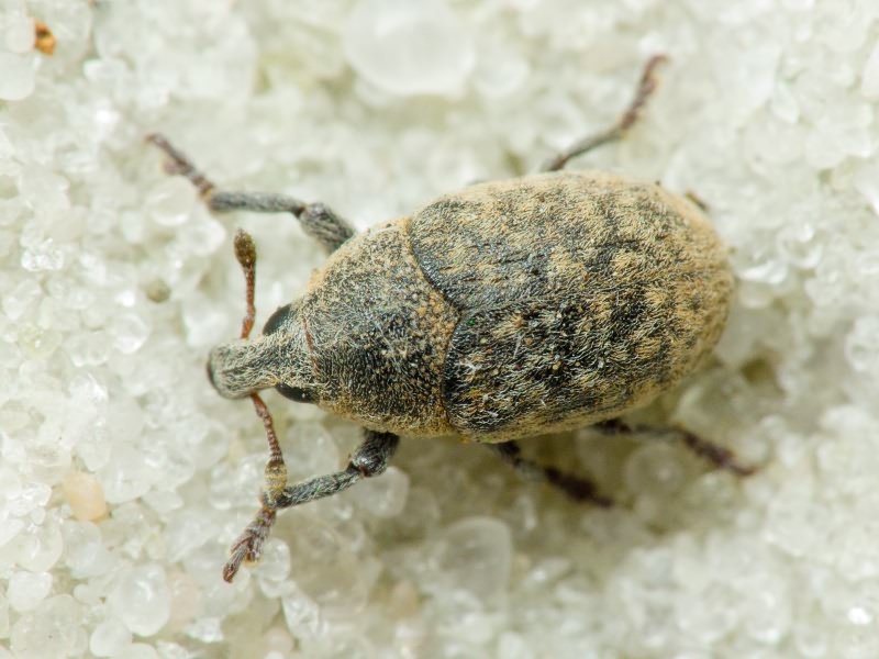 Larinus Dejean, 1821